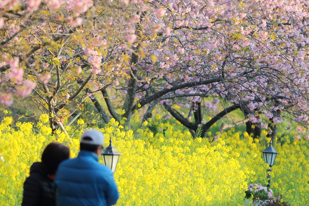 睦み桜なう