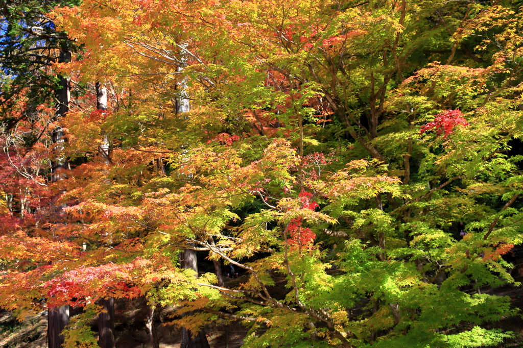 五色紅葉なう