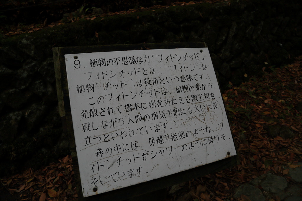 フィトンチッドナウ