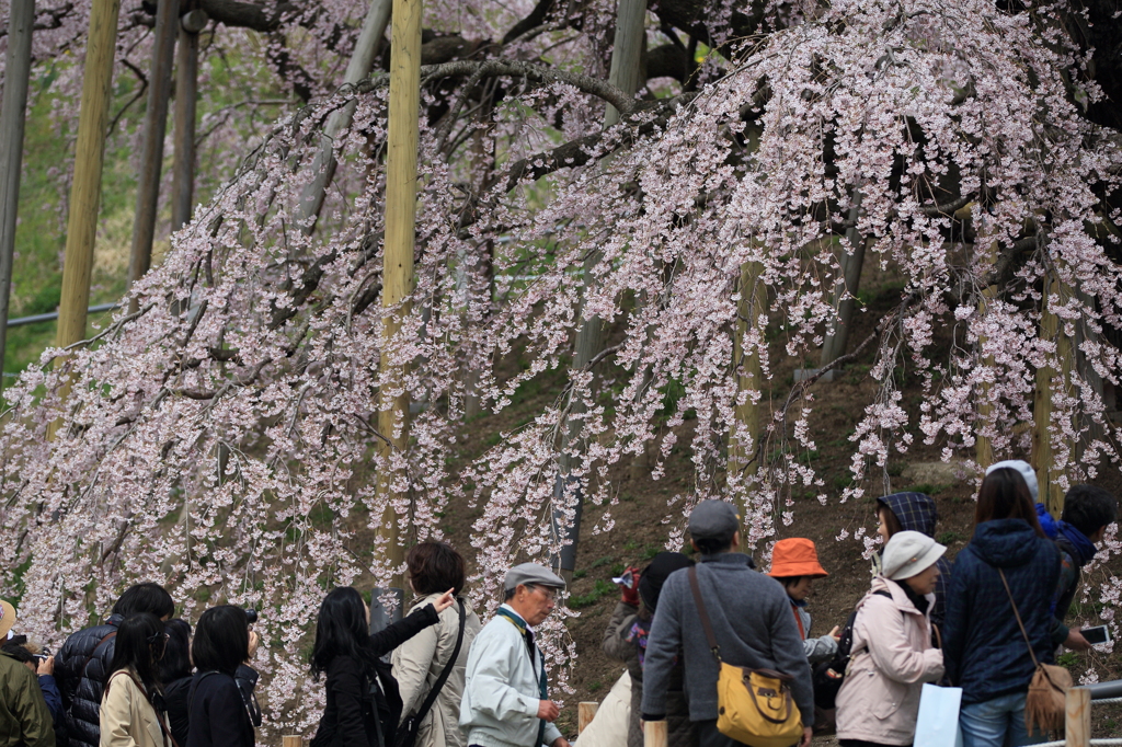 桜スカートナウ
