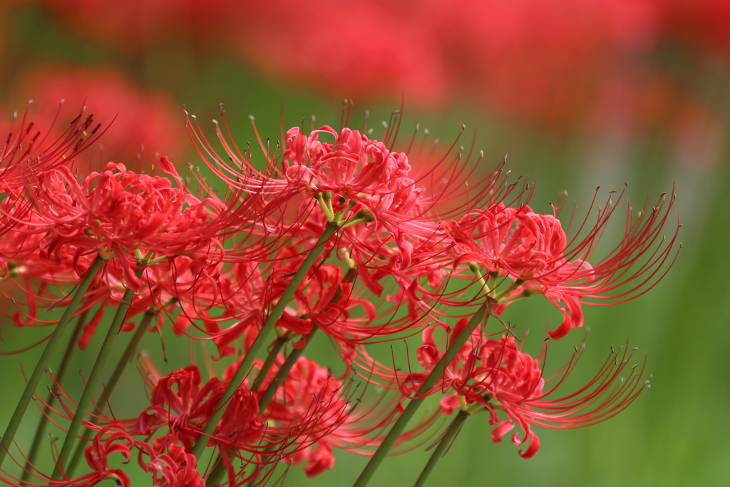 にょきにょきなう