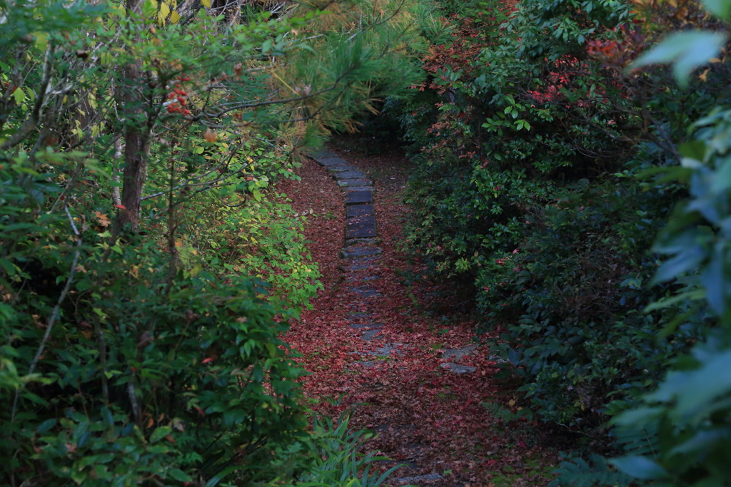 紅葉径なう