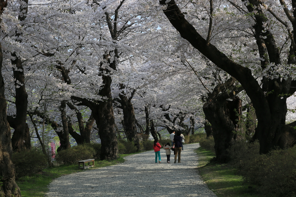 桜のトンネルナウ