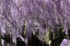 いささかになう