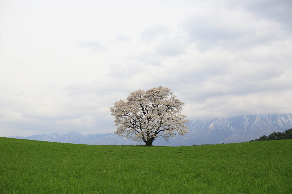 一本桜ナウ