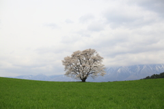 一本桜ナウ