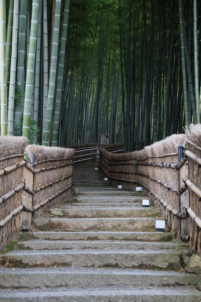 竹林なう