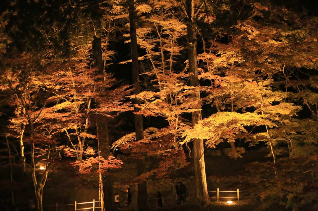 琥珀の森なう