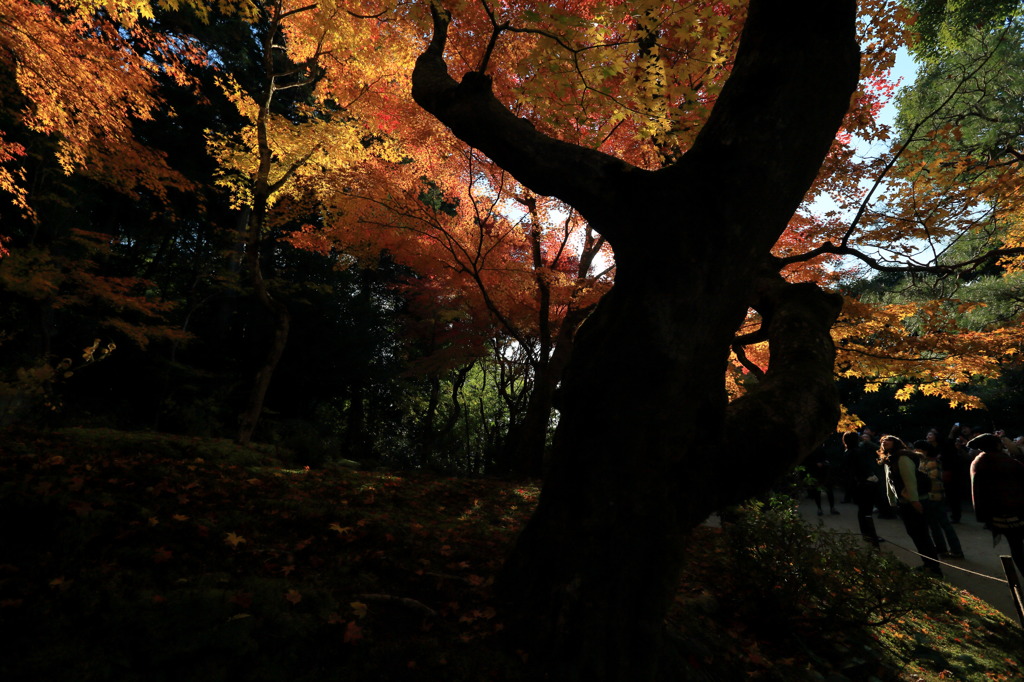 シルエットなう