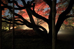 樹影なう