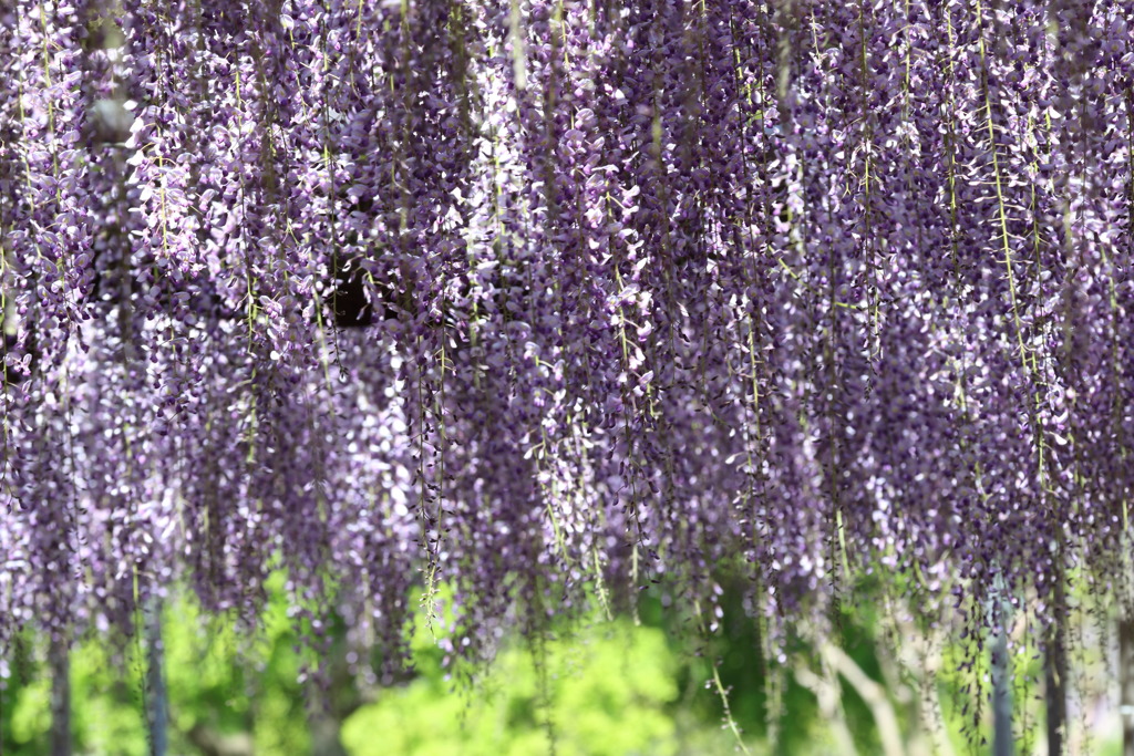 プランタンなう