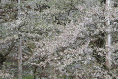 さけば立ちそふなう