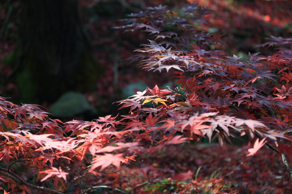 紅葉なう