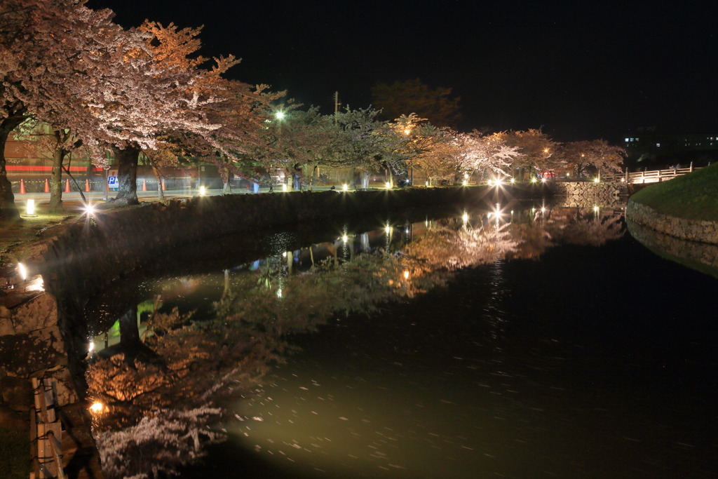ドッペル桜なう
