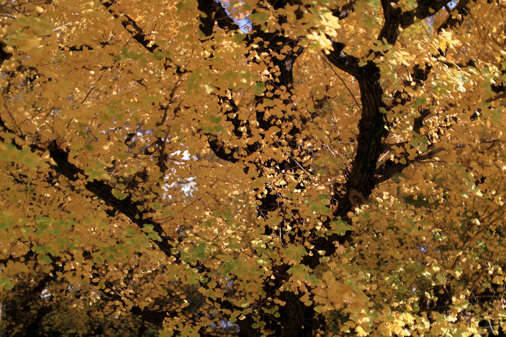 枝ぶりなう