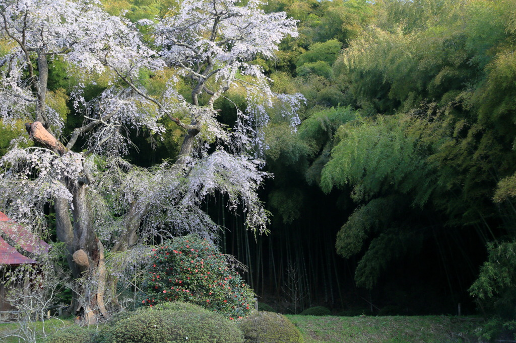 桜と竹なう