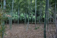 竹林なう