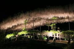 白藤もこもこ橋ナウ