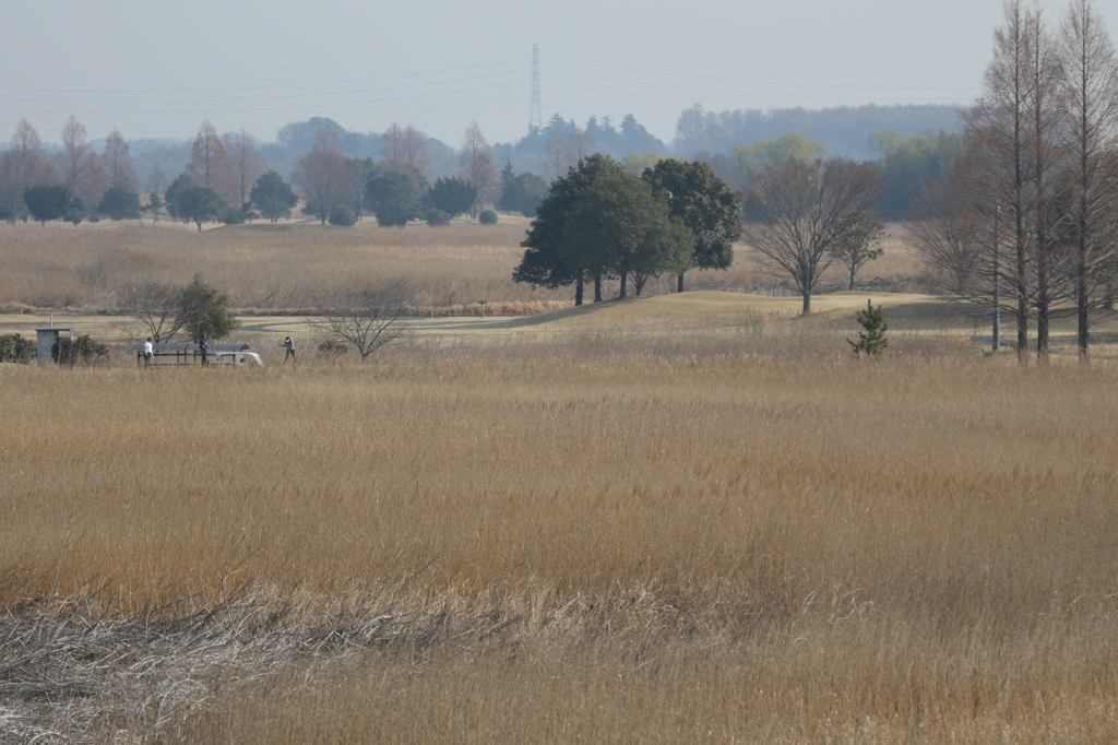 ゴルファーなう
