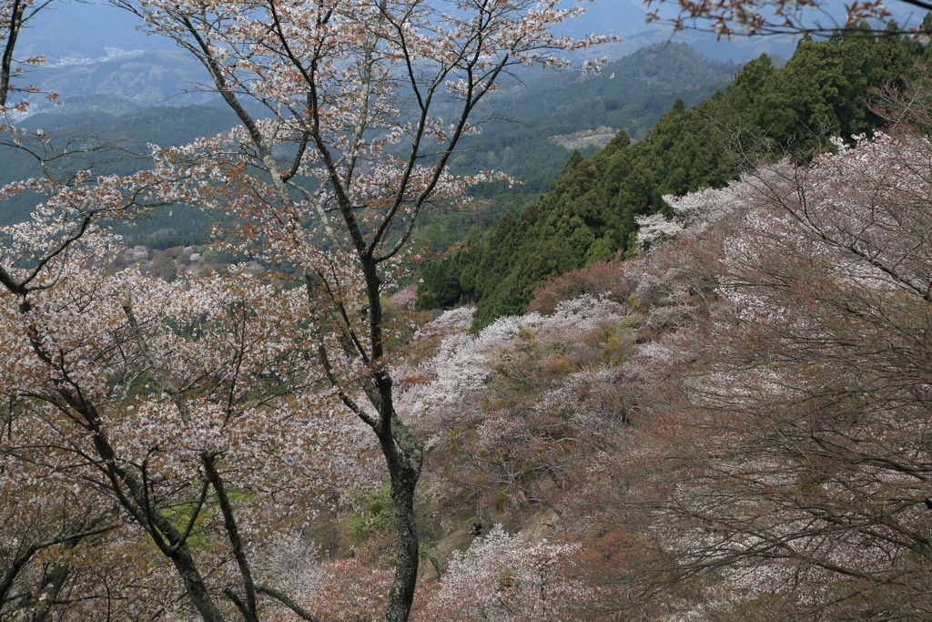 雪かとのみぞなう