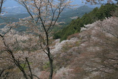 雪かとのみぞなう