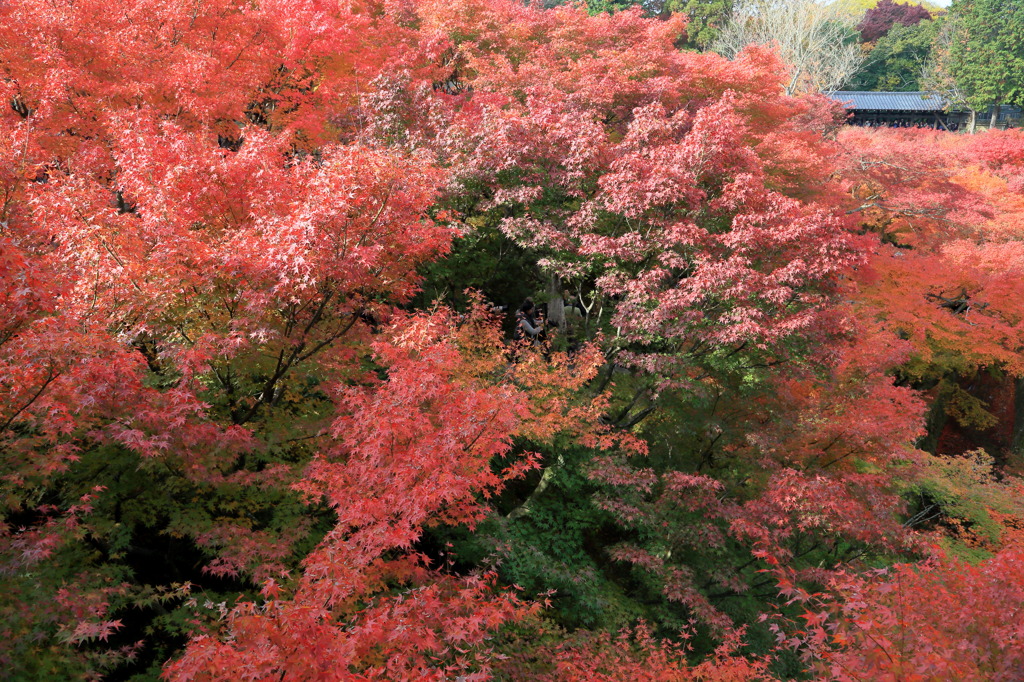 シェルタリングなう