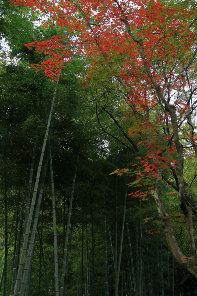 竹林なう