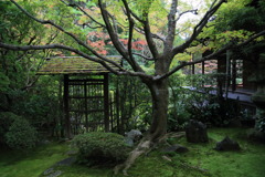 樹影なう
