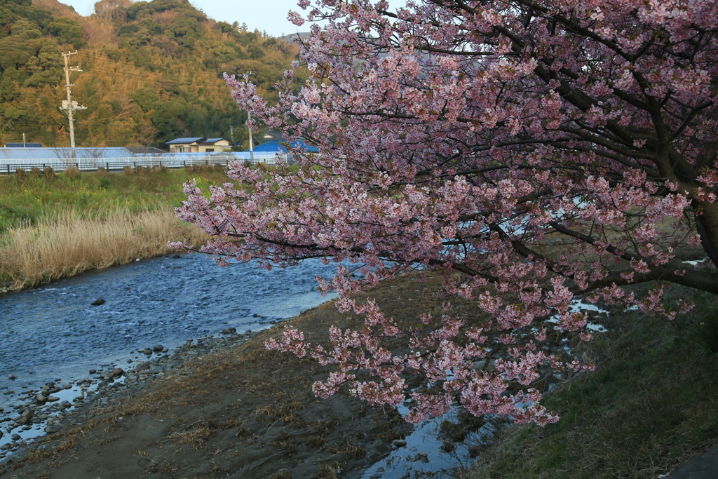 川辺桜なう