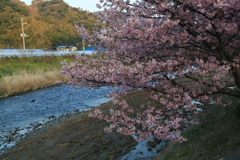 川辺桜なう