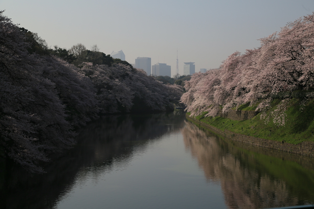 緑道なう