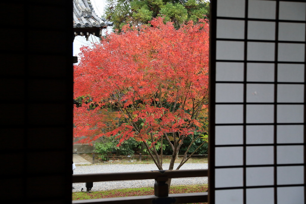 紅葉なう