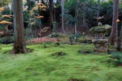 苔生すなう