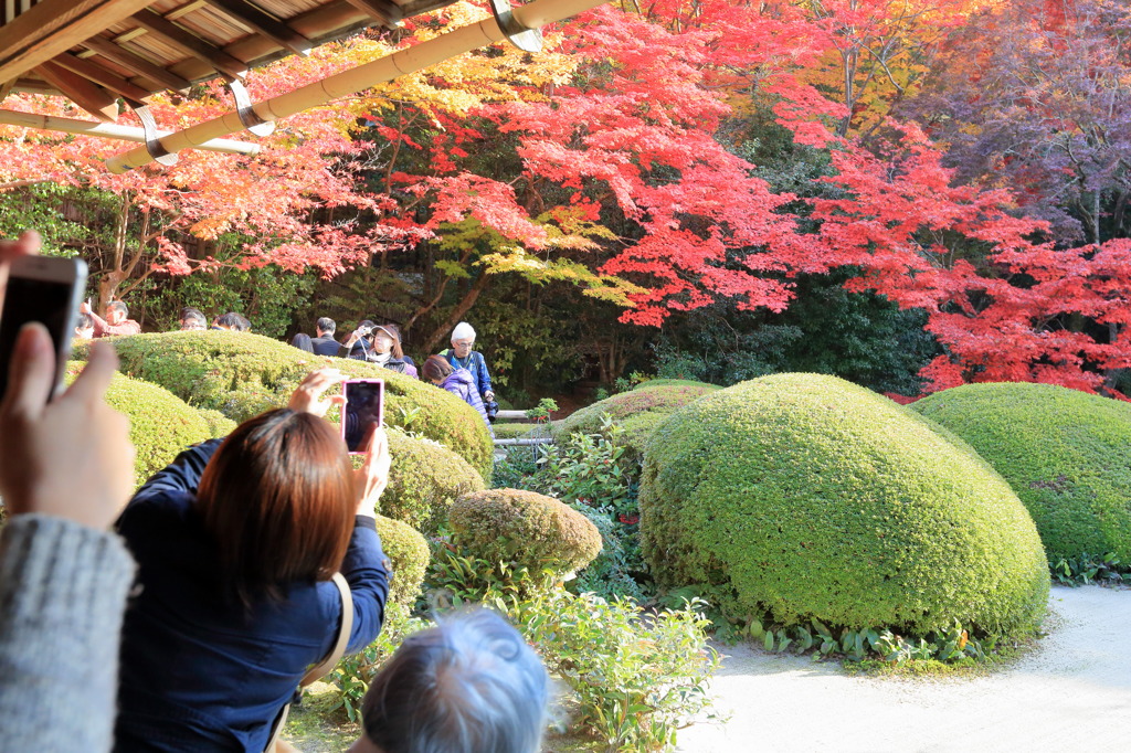 シャッターチャンスなう