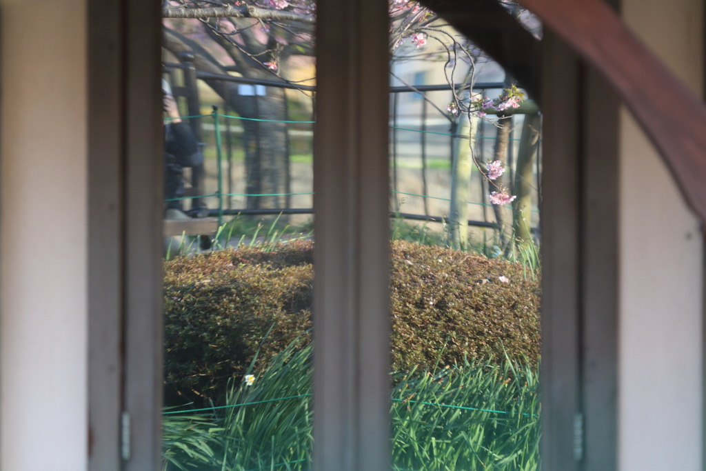 窓桜なう