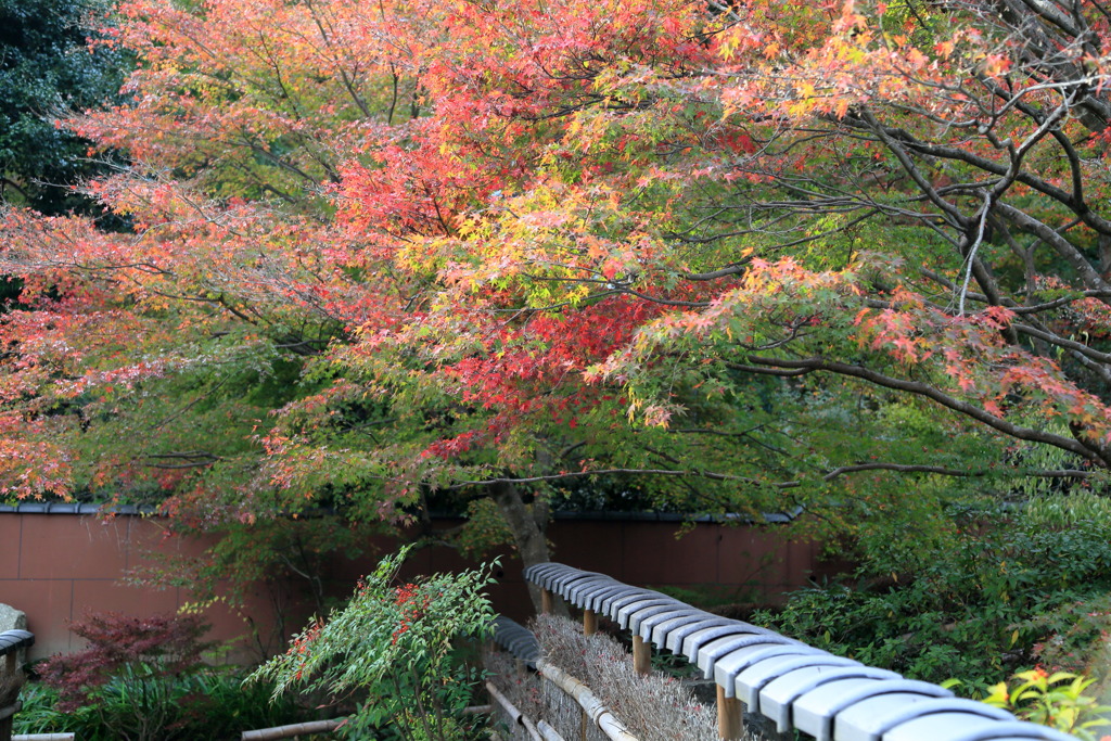 パラディソなう