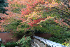 パラディソなう