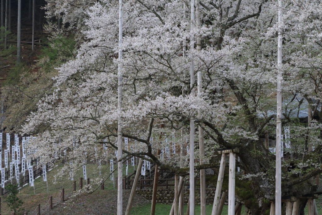ふるの山辺のなう