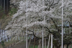 ふるの山辺のなう