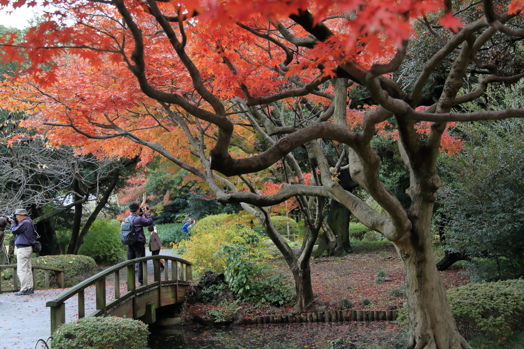 パシャっとなう