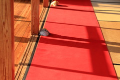 レッドカーペットなう