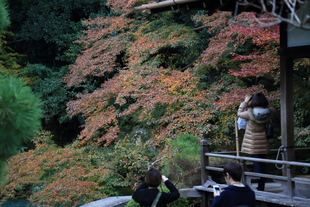 回遊式築山泉水庭園なう