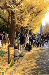 落ち葉拾いなう