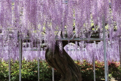 グラマラスなう