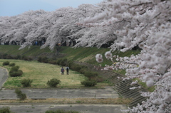 桜堤ナウ