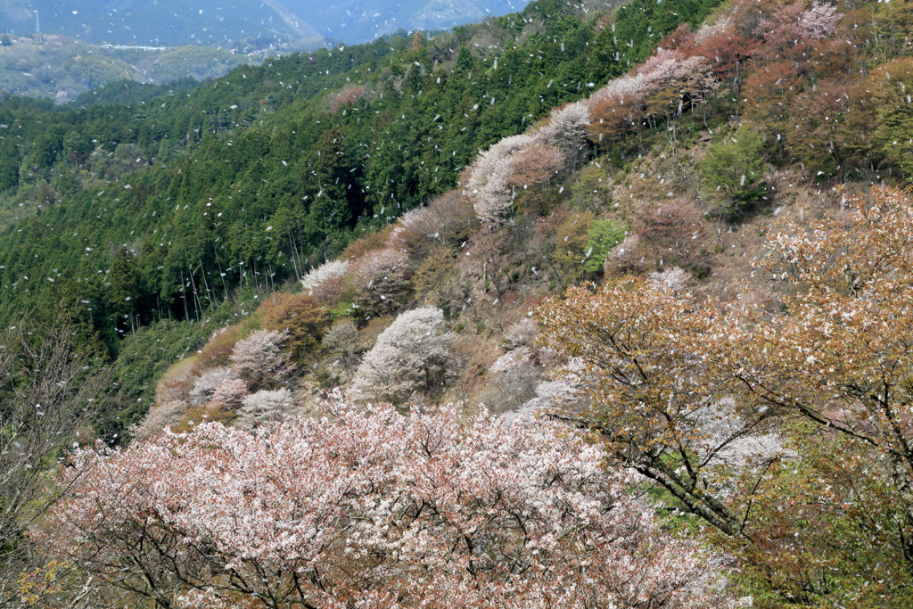 雪かとのみぞなう