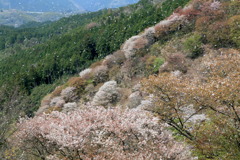 雪かとのみぞなう