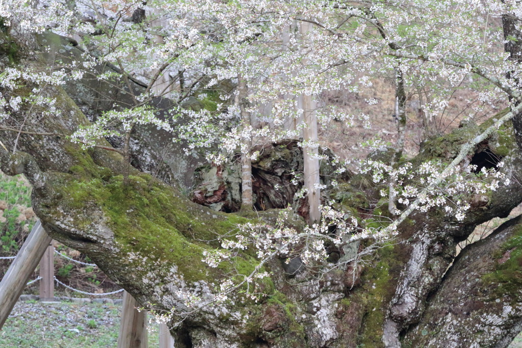 色のみのこるなう