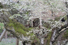 色のみのこるなう