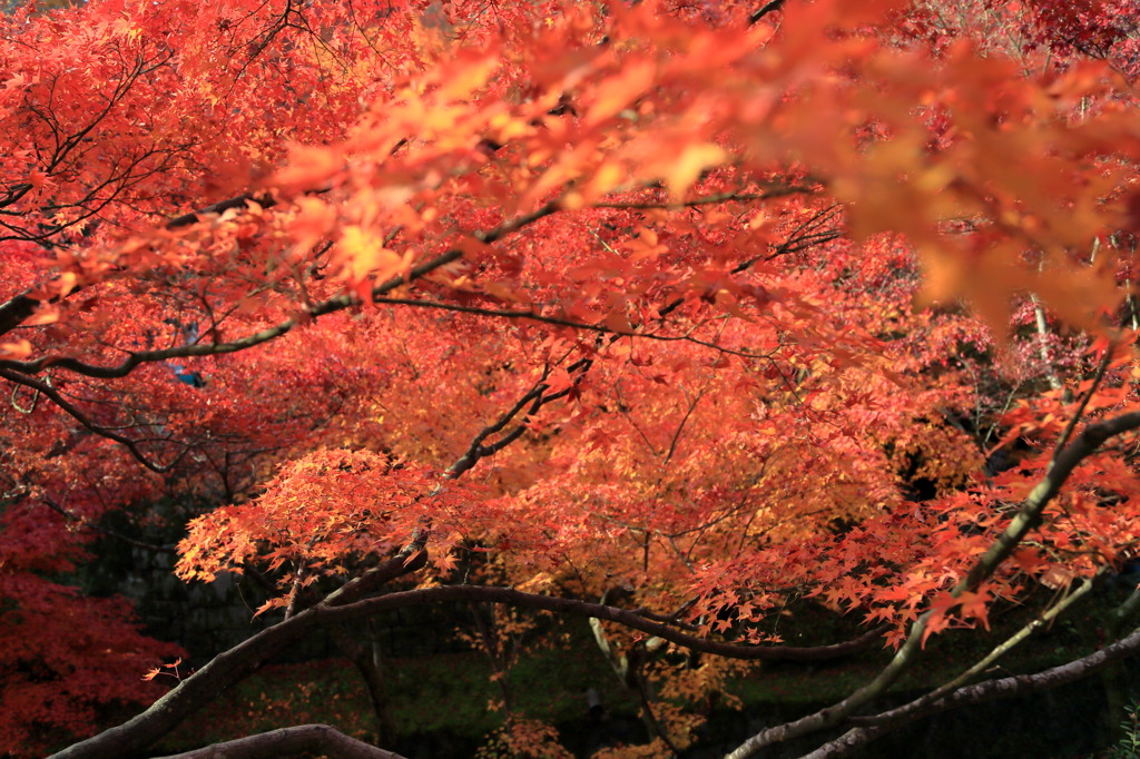 ヴァーティゴなう